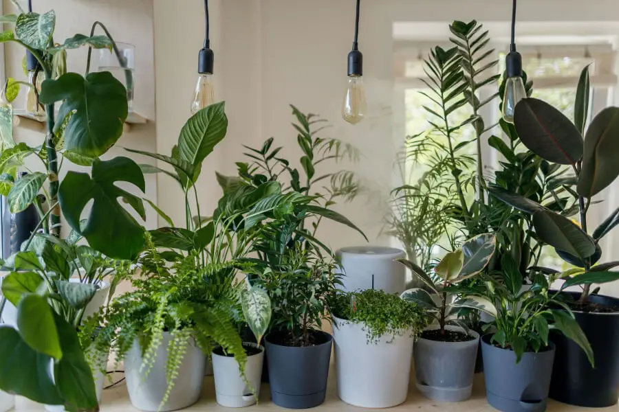 Indoor Plants Quotes and Captions